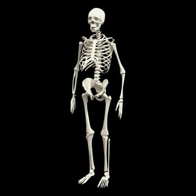 Human Skeleton 3D Model - Sculpture Monument & Game Asse