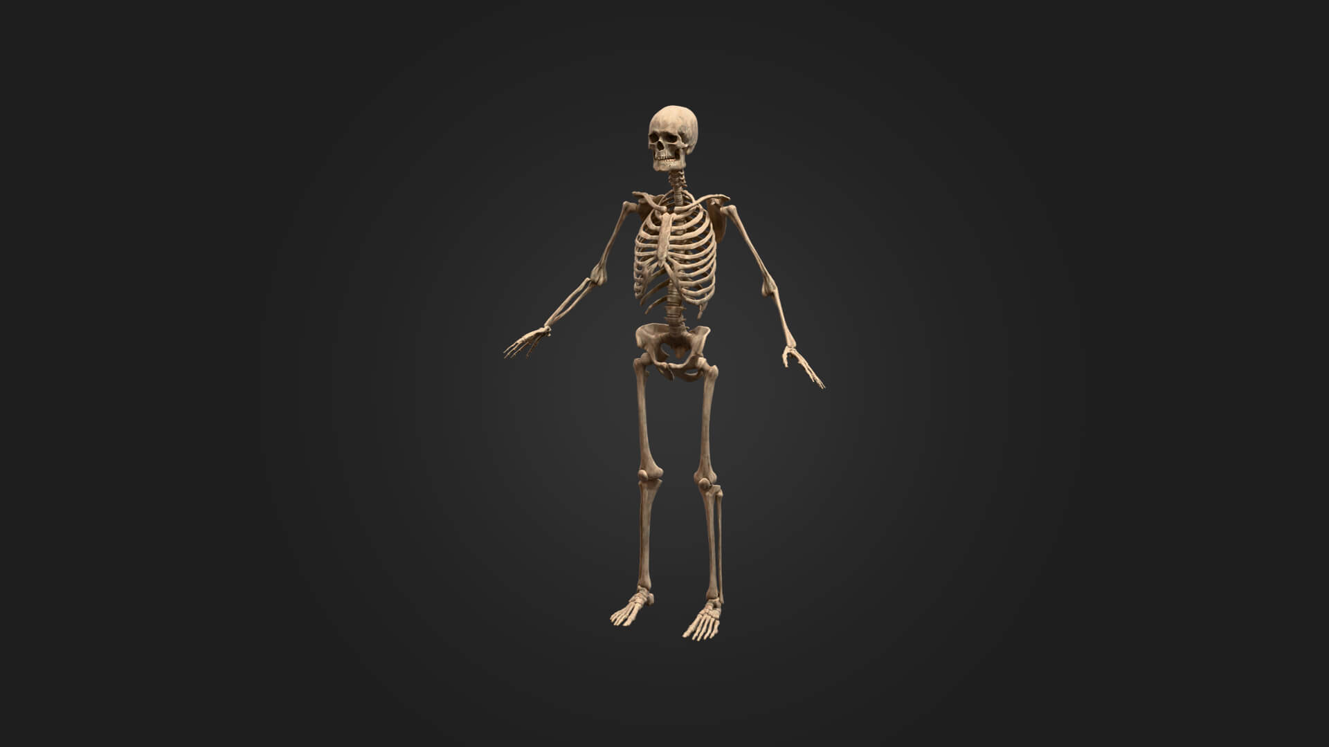 Realistic Human Skeleton 3D Model