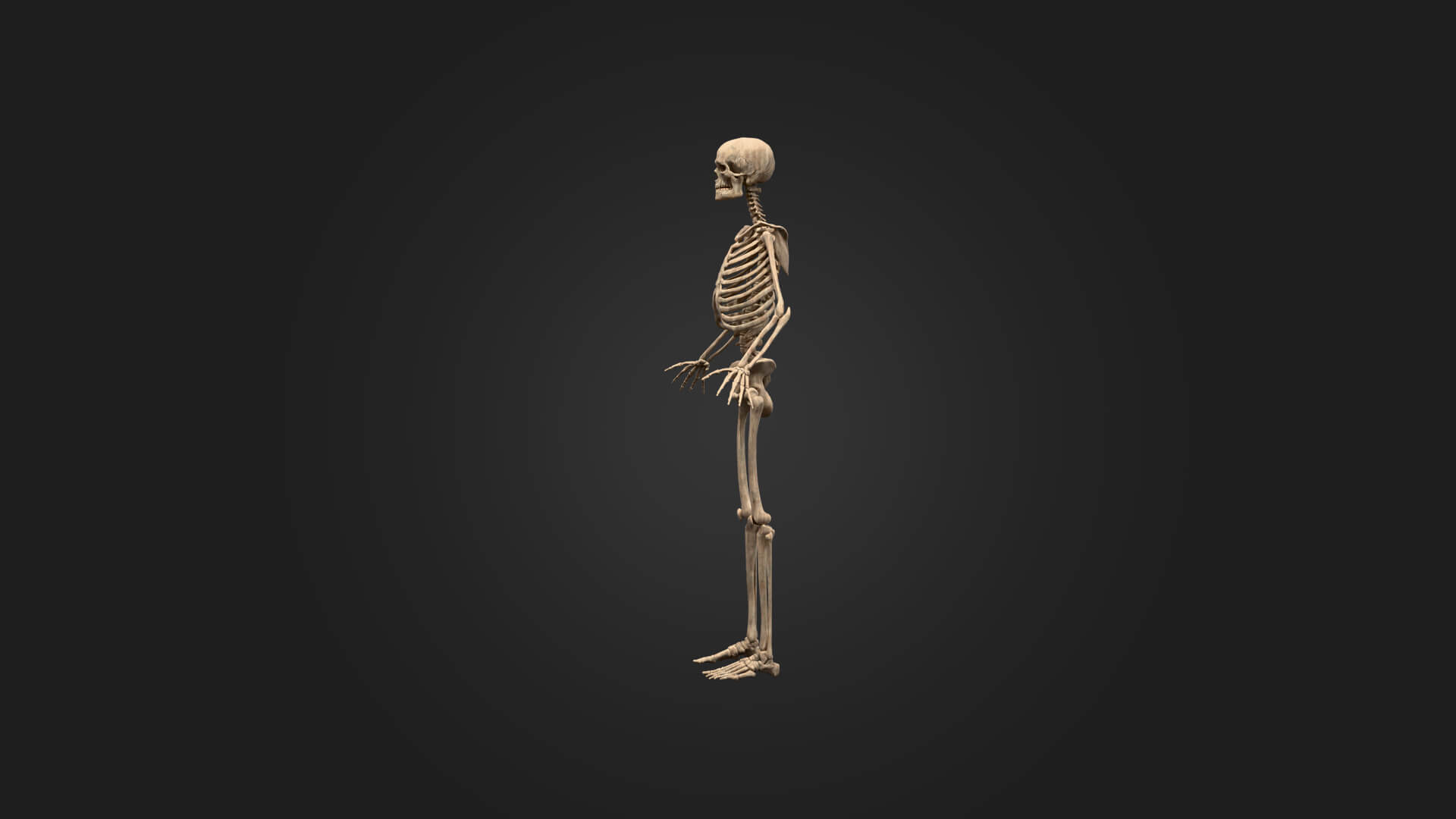 Realistic Human Skeleton 3D Model
