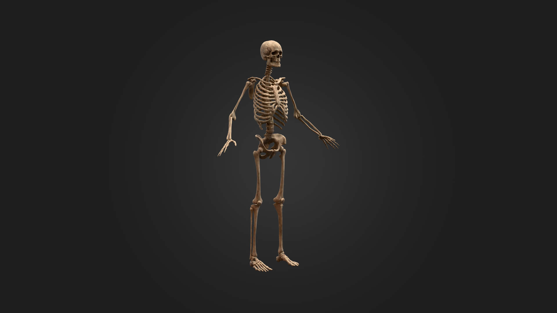 Realistic Human Skeleton 3D Model