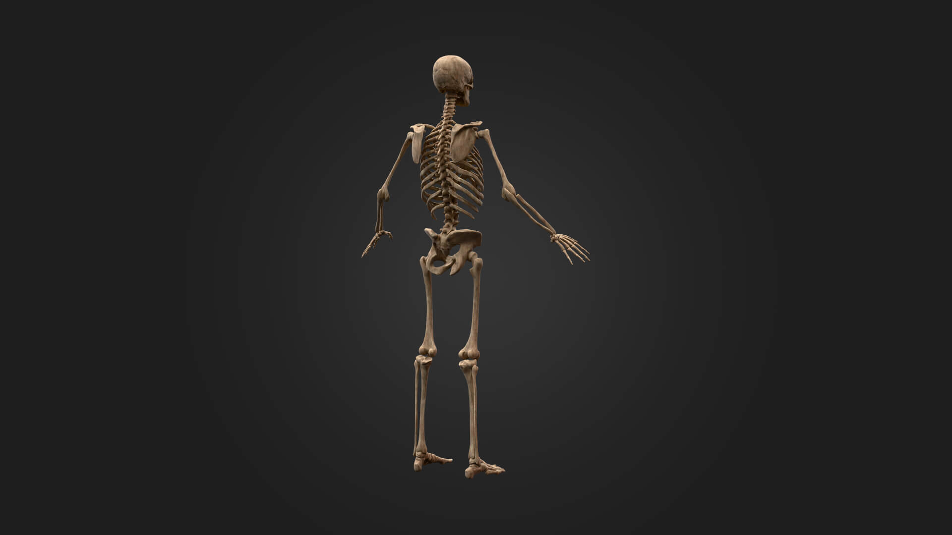 Realistic Human Skeleton 3D Model