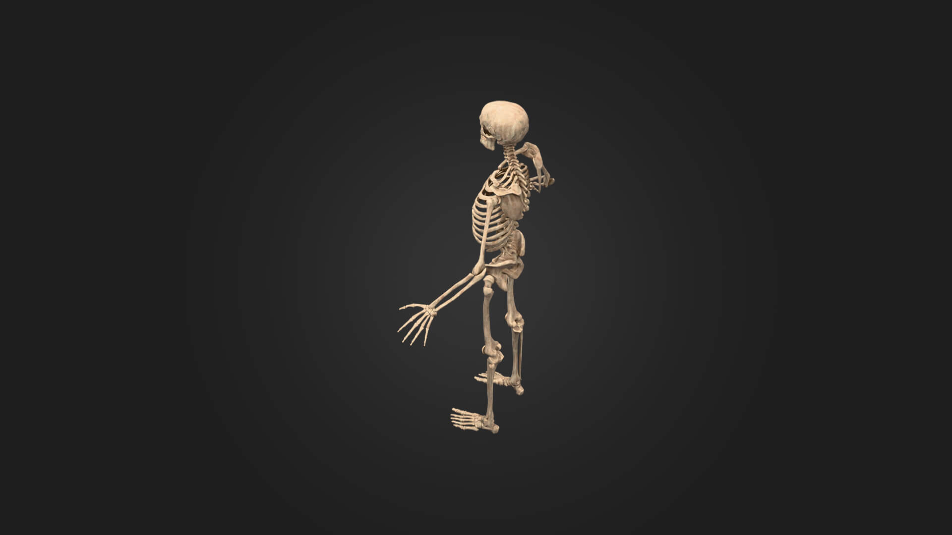 Realistic Human Skeleton 3D Model