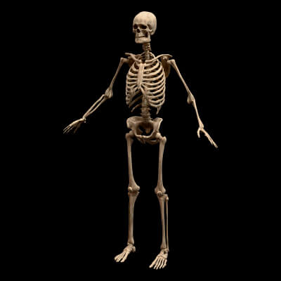Realistic Human Skeleton