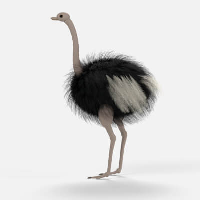 Ostrich Bird