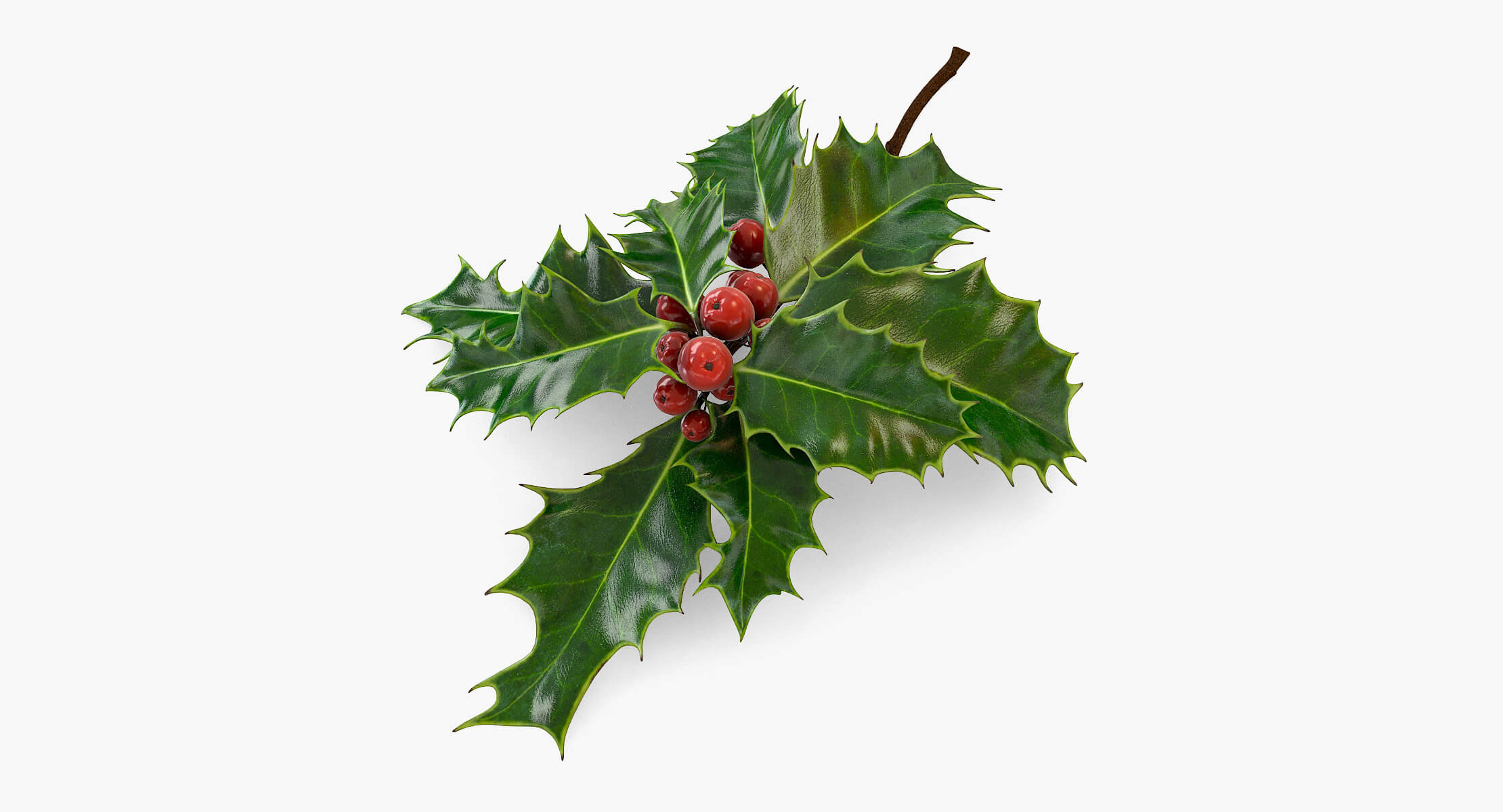 Mistletoe Sprig Holly 3D Model