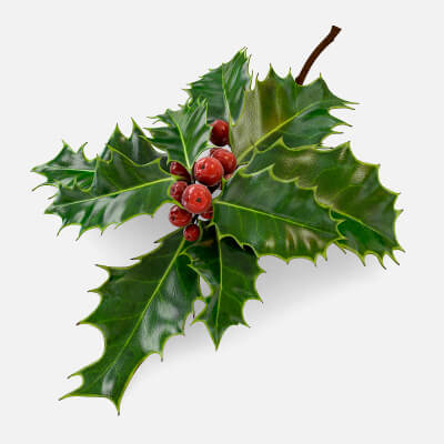 Mistletoe Sprig Holly