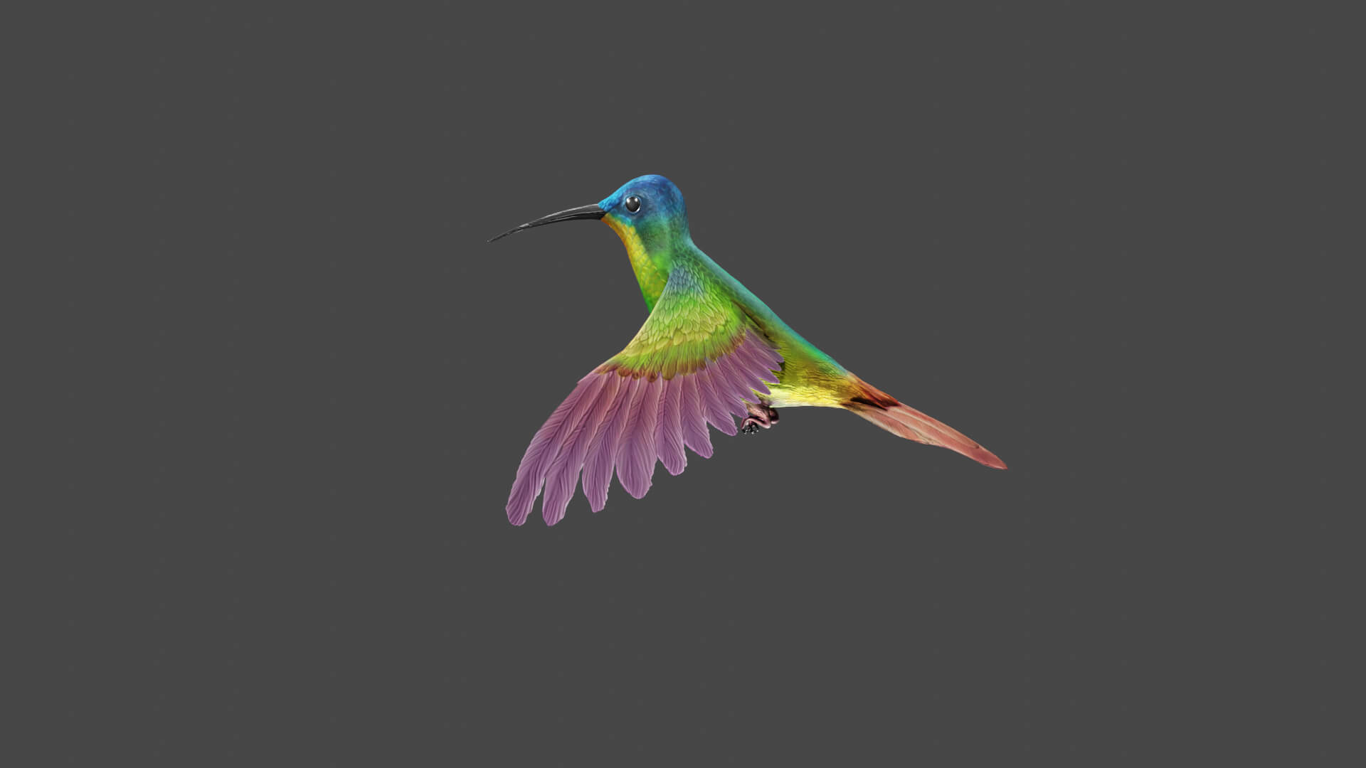 Flying Humming Bird 3D Model