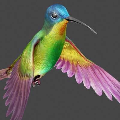 Flying Humming Bird