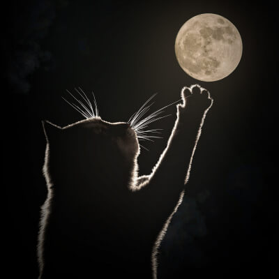 Moon Cat 3D Wallpaper