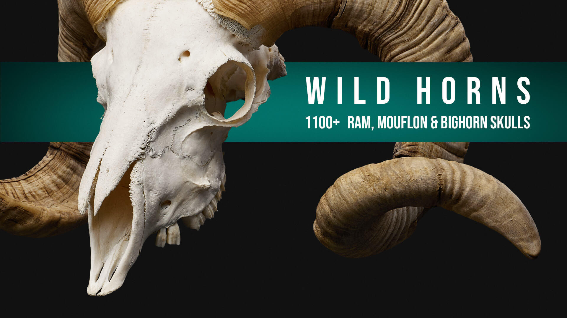 1100 Wild Horns - Ram Mouflon and Bighorn Skulls Reference Reference Photo Set