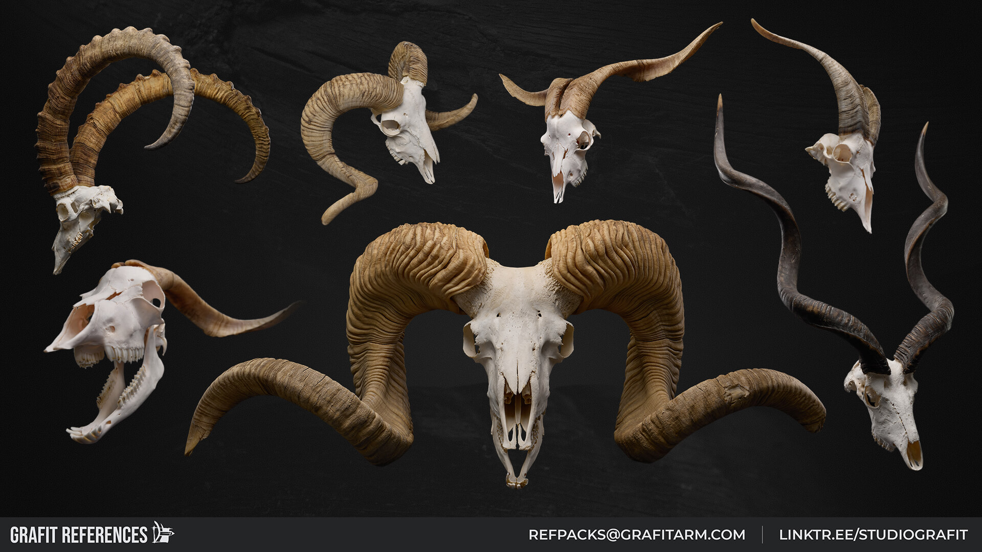 1100 Wild Horns - Ram Mouflon and Bighorn Skulls Reference Reference Photo Set