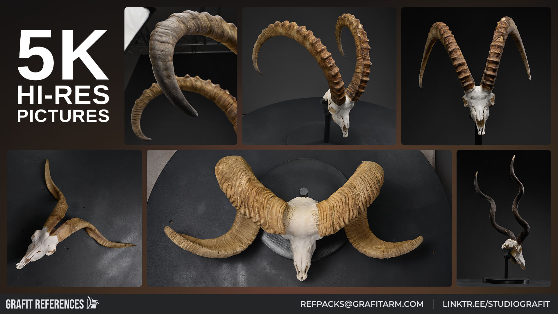 1100 Wild Horns - Ram Mouflon and Bighorn Skulls Reference Reference Photo Set