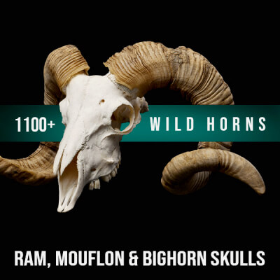1100+ Wild Horns - Ram Mouflon and Bighorn Skulls Reference