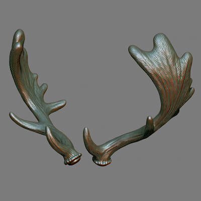 Fallow Deer Antlers