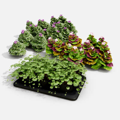 Ground Ivy Vegetable Pack