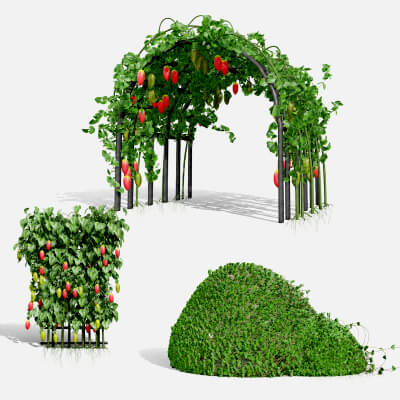 Ivy Gourd Coccinia Grandis Vegetables