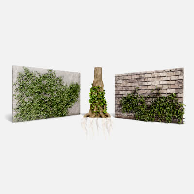 Ivy Plants Collection 01