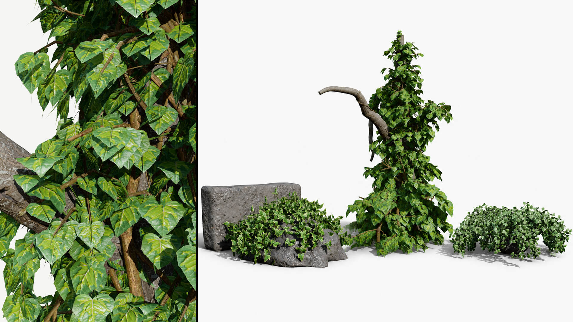 Ivy Plants Collection 02 3D Model