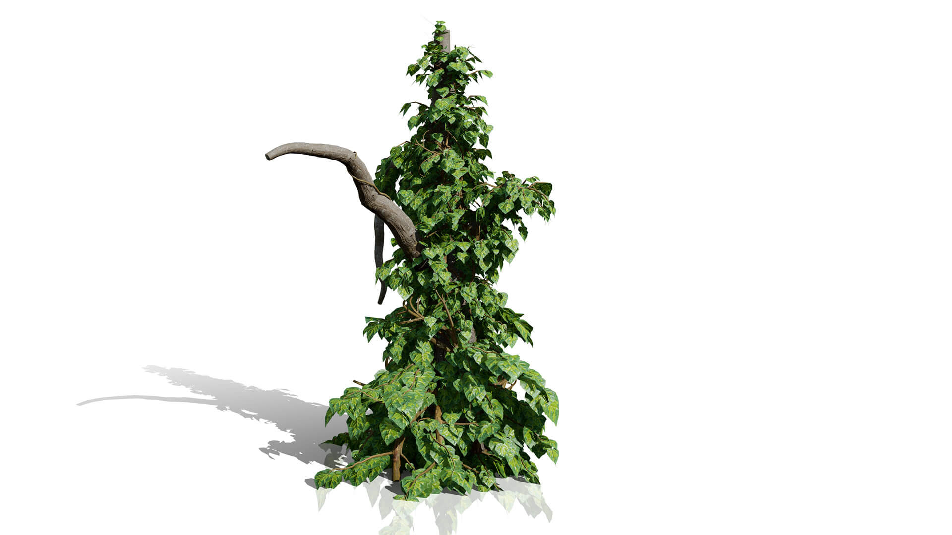Ivy Plants Collection 02 3D Model