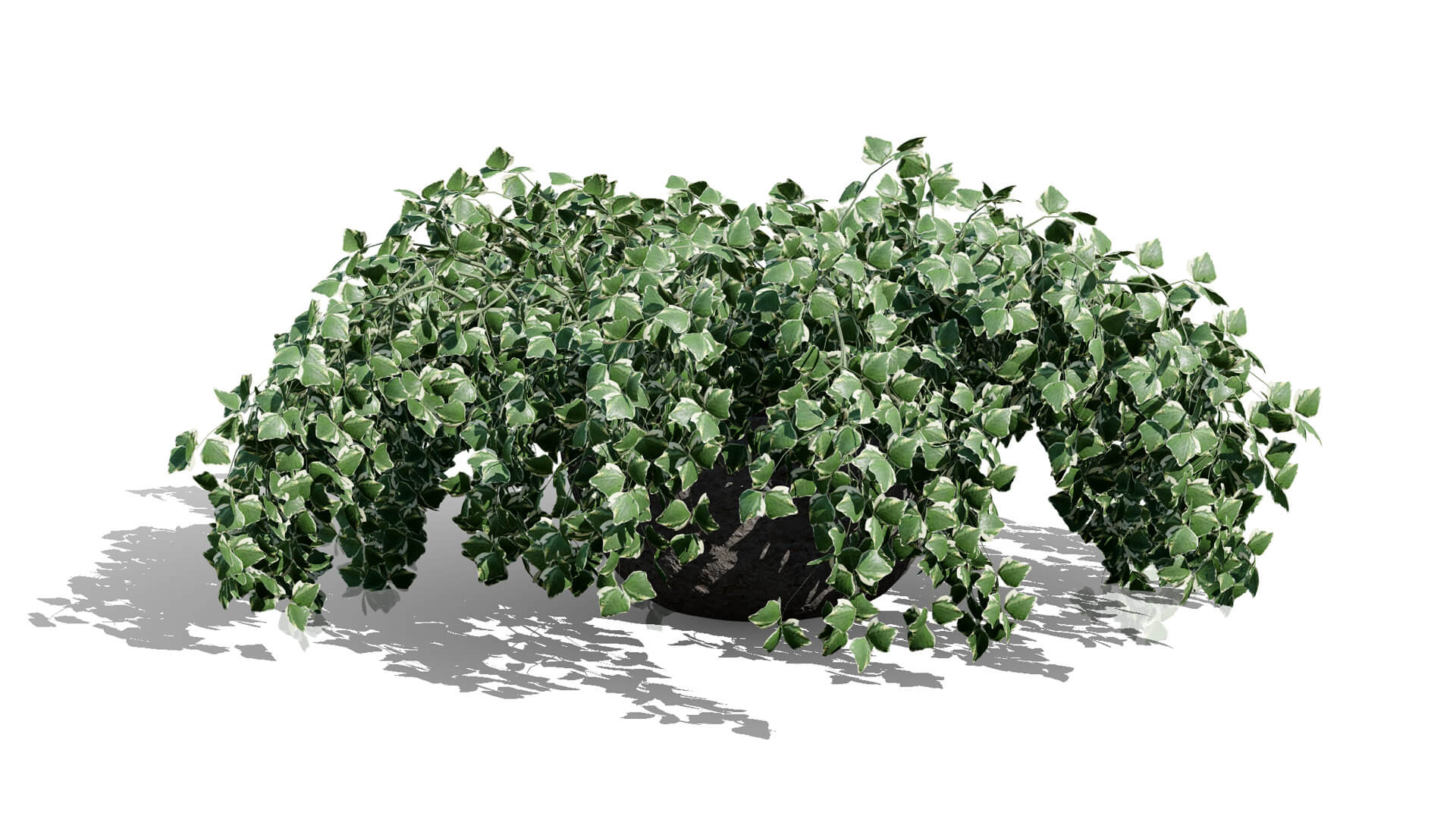 Ivy Plants Collection 02 3D Model