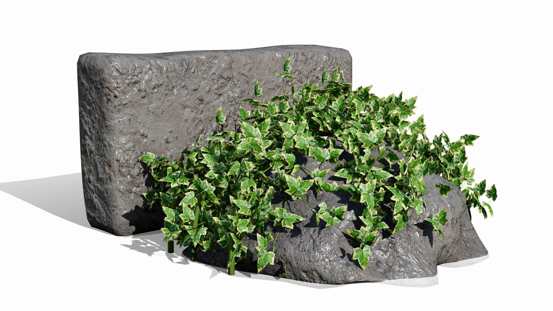 Ivy Plants Collection 02 3D Model