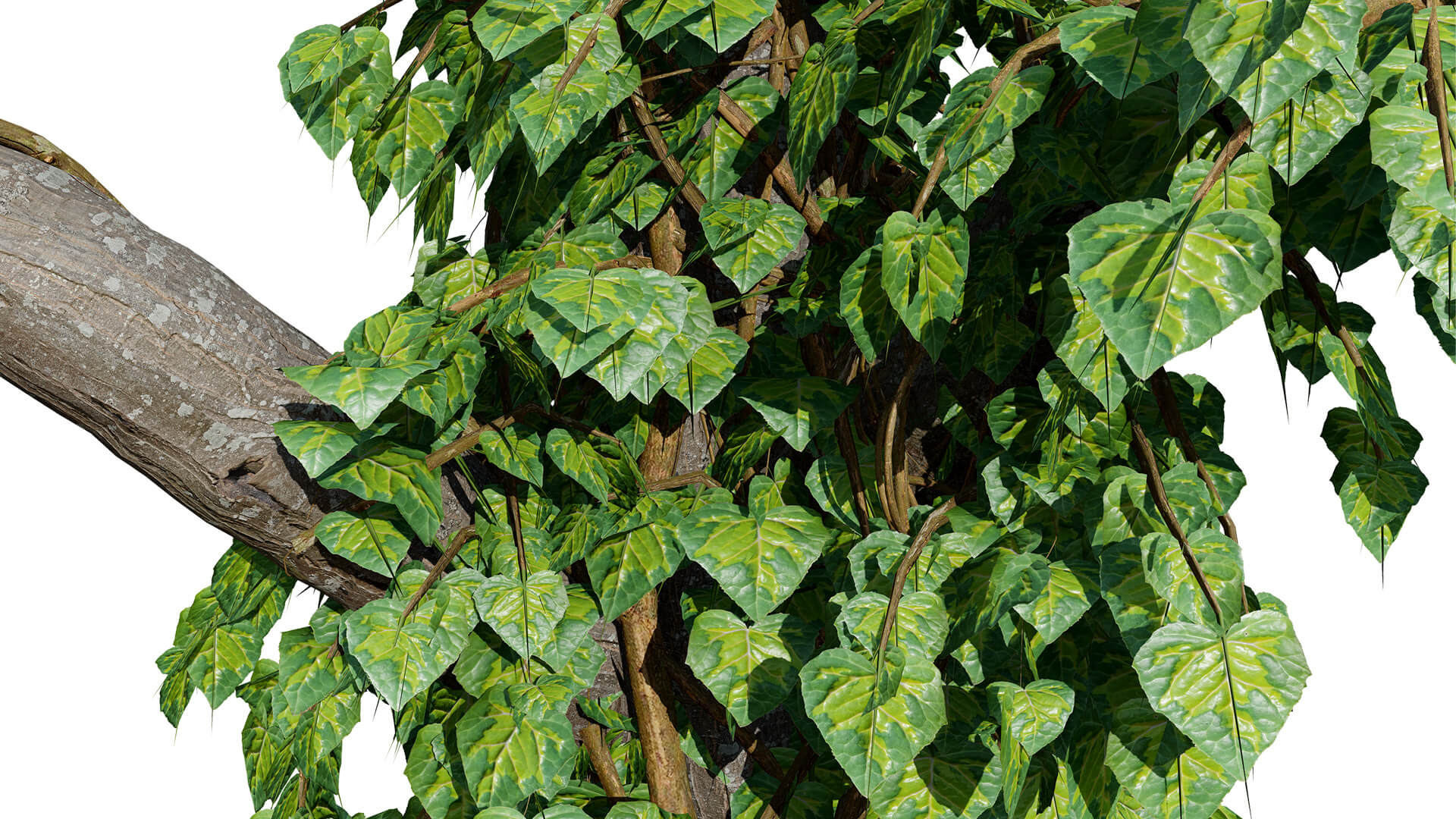 Ivy Plants Collection 02 3D Model
