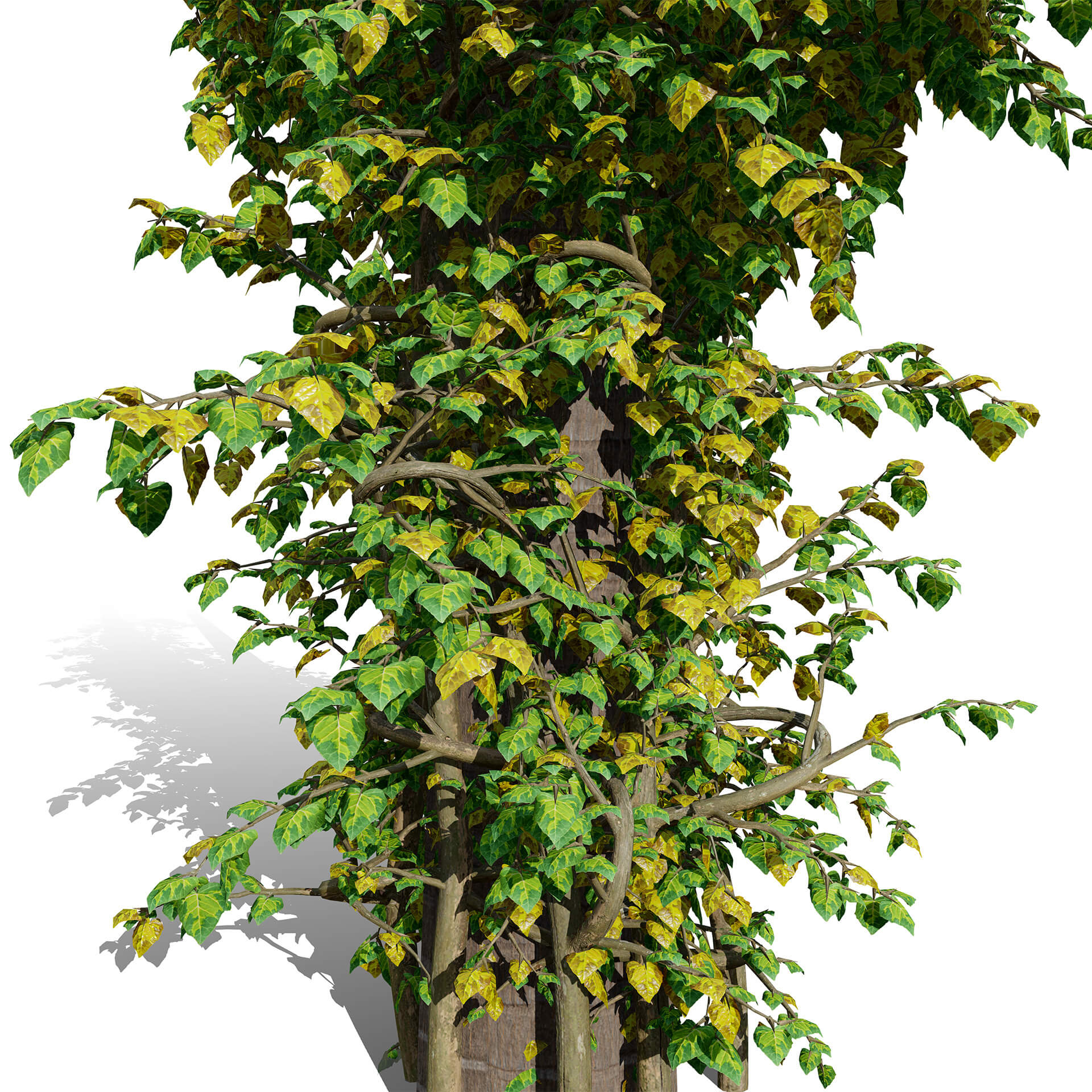 Ivy Plants Collection 03 3D Model