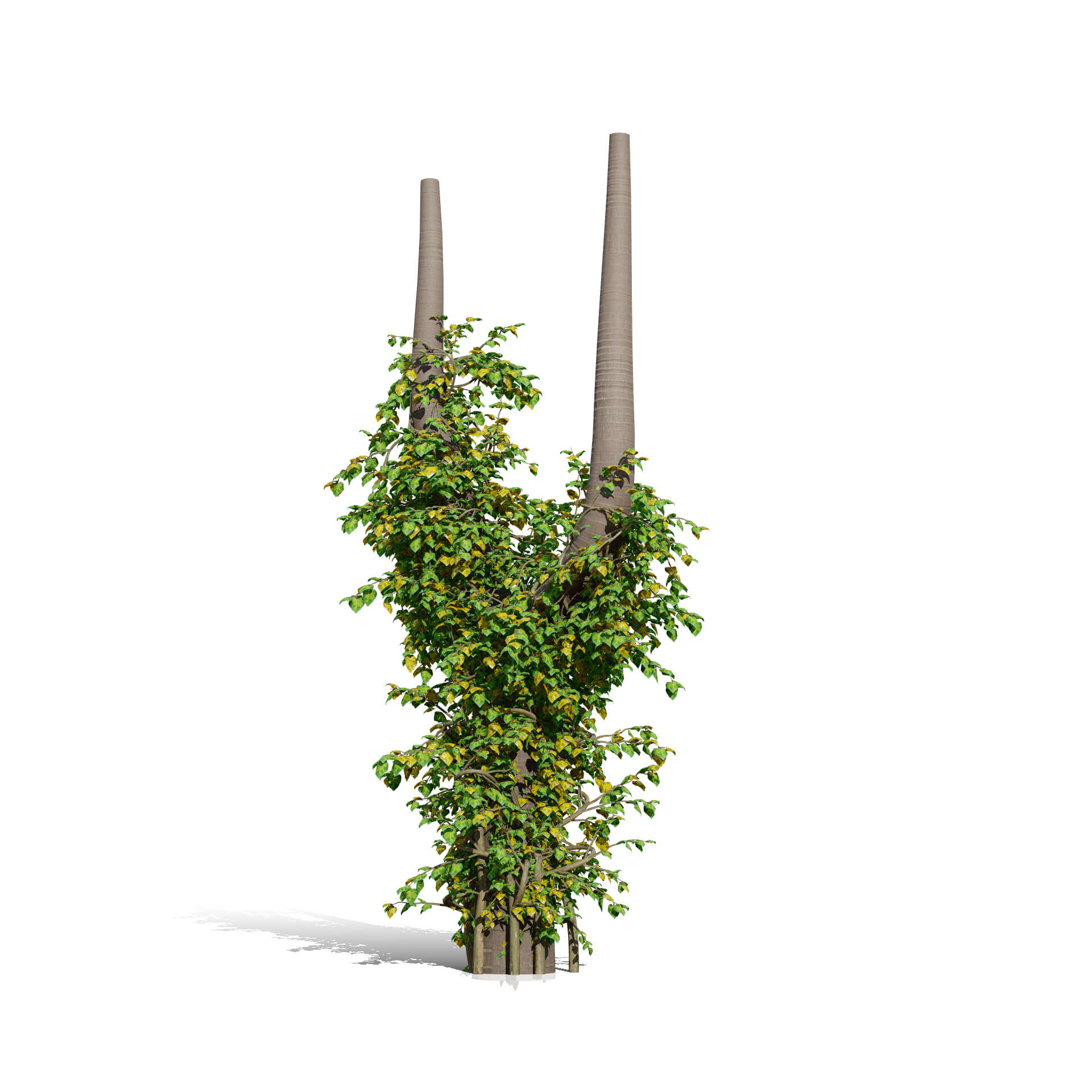 Ivy Plants Collection 03 3D Model