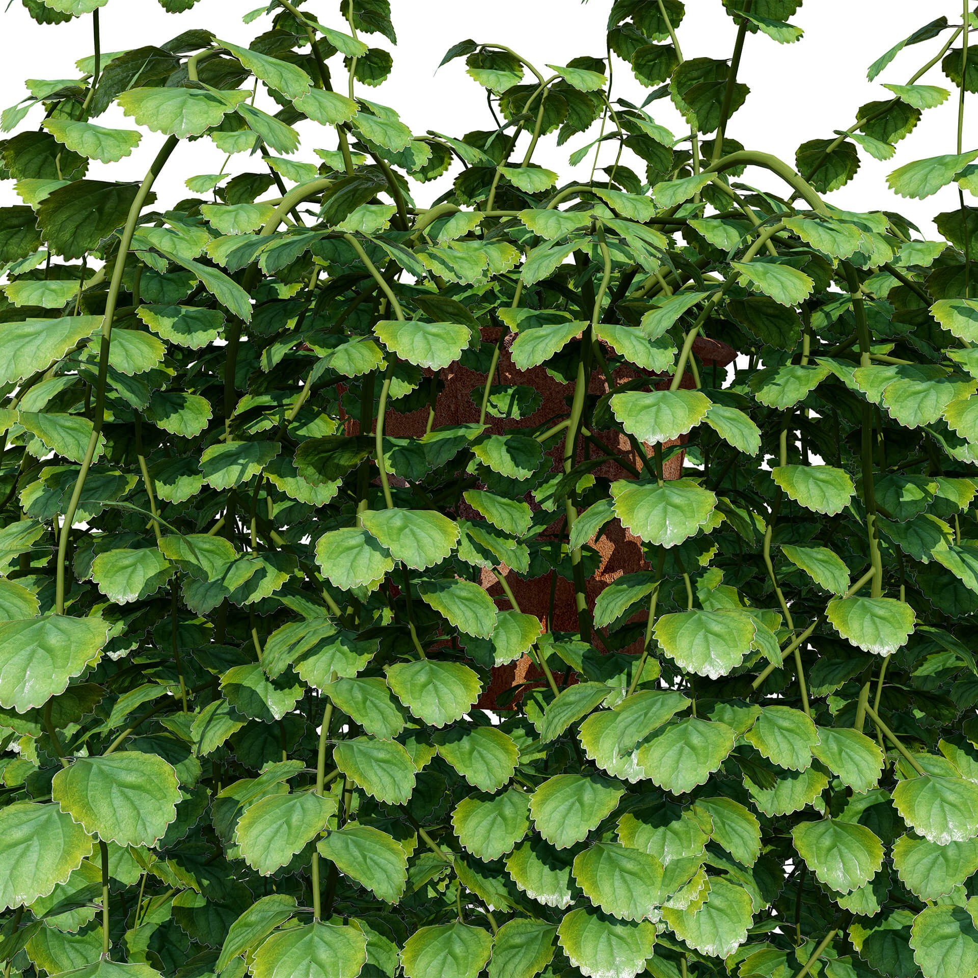 Ivy Plants Collection 03 3D Model
