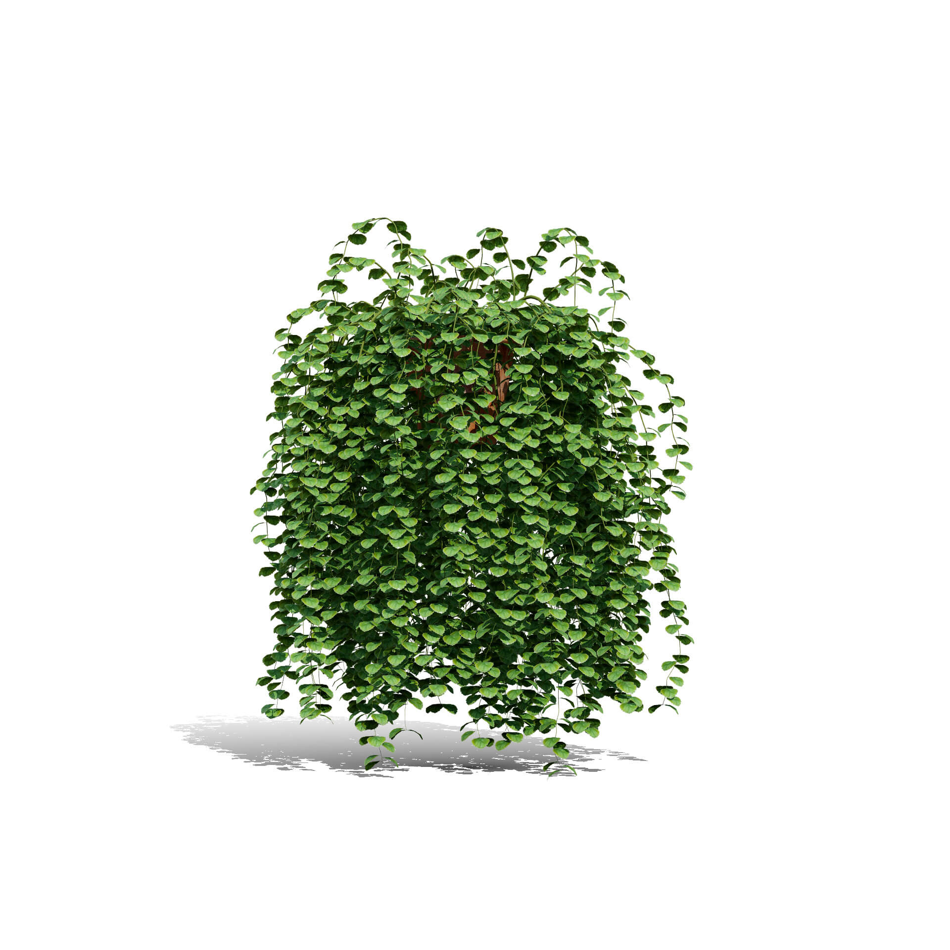 Ivy Plants Collection 03 3D Model