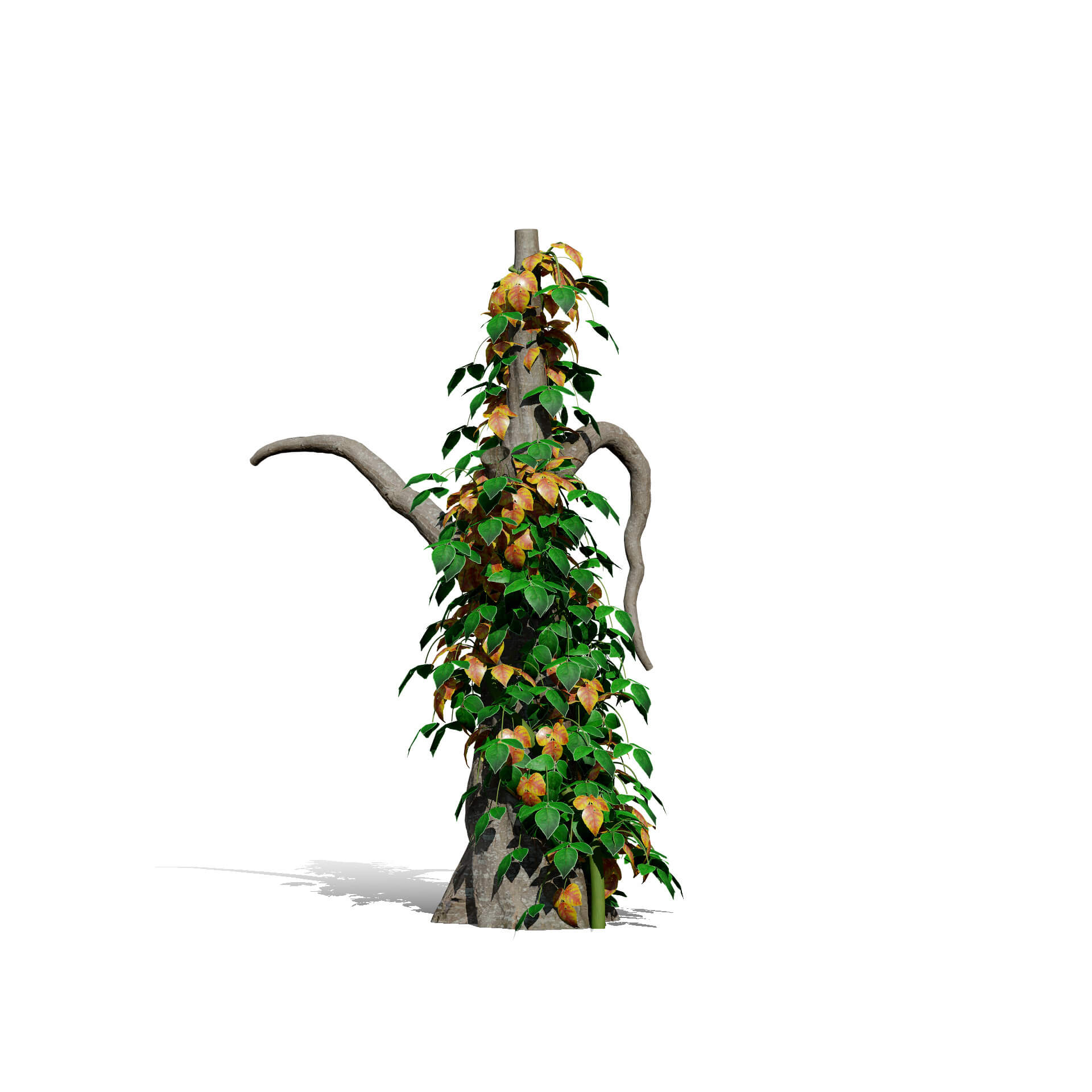 Ivy Plants Collection 03 3D Model