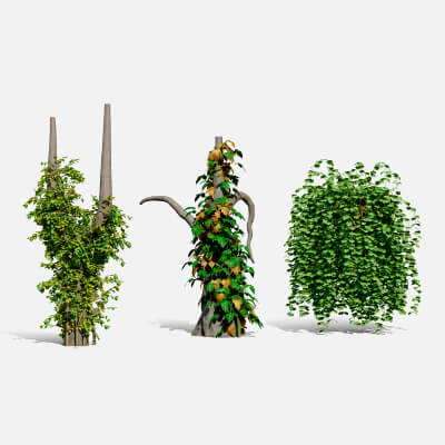 Ivy Plants Collection 03