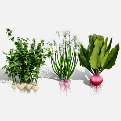 Rare Vegetable Plants 02