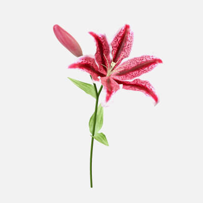 Lily Flower 01