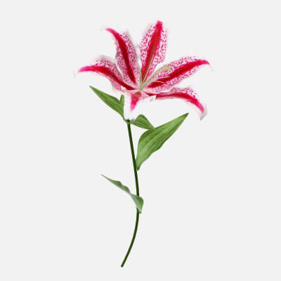 Lily Flower 02
