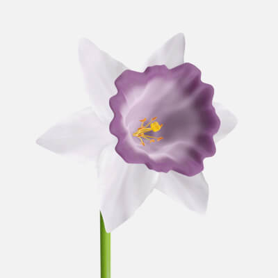 Narcissus Flower Plant Single Purple