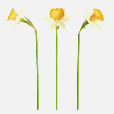Narcissus Flower Plant Single Yellow