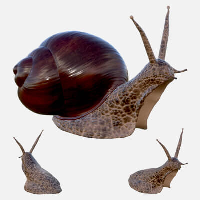 Snail Freshwater