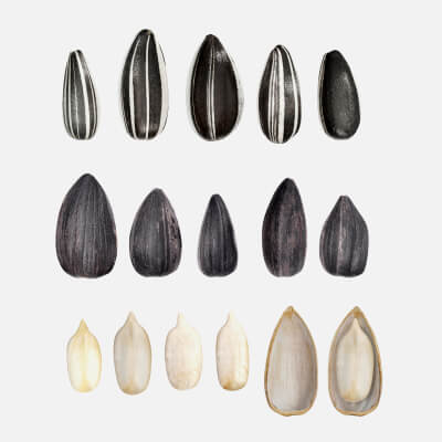 Sunflower Seeds 01