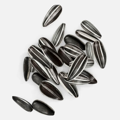 Sunflower Seeds 05