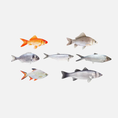 Fish Collection