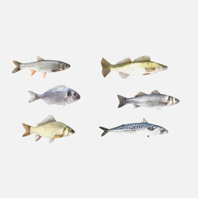 Fish Collection