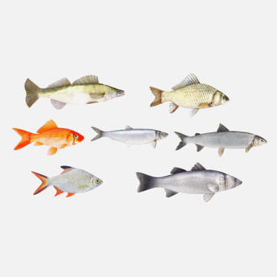 Fish Collection