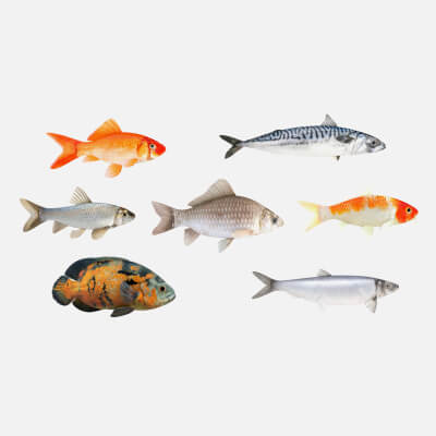 Fish Collection