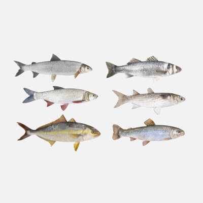 Fish Collection