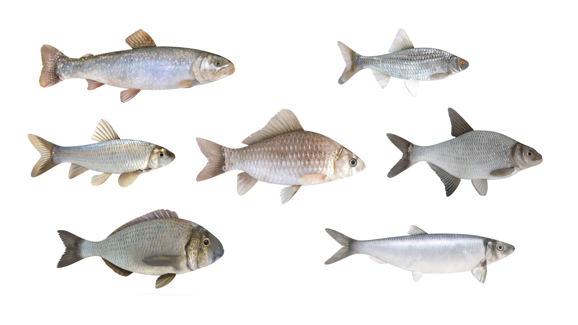 Fish Collection 3D Model