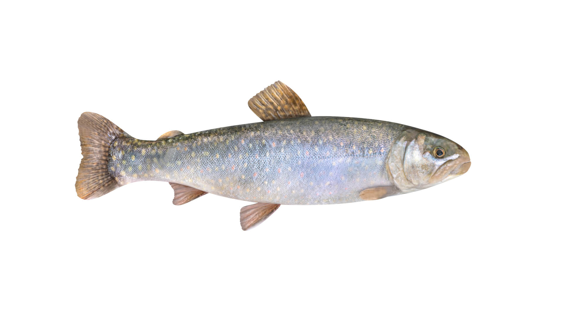 Fish Collection 3D Model