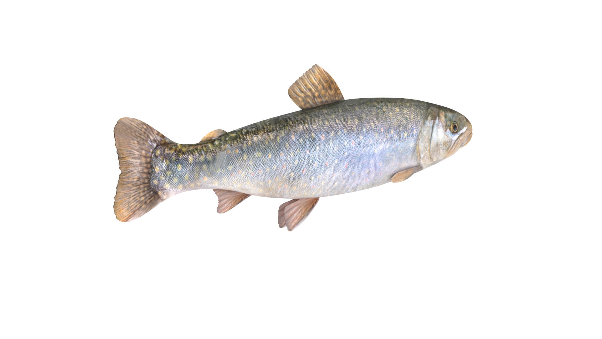 Fish Collection 3D Model