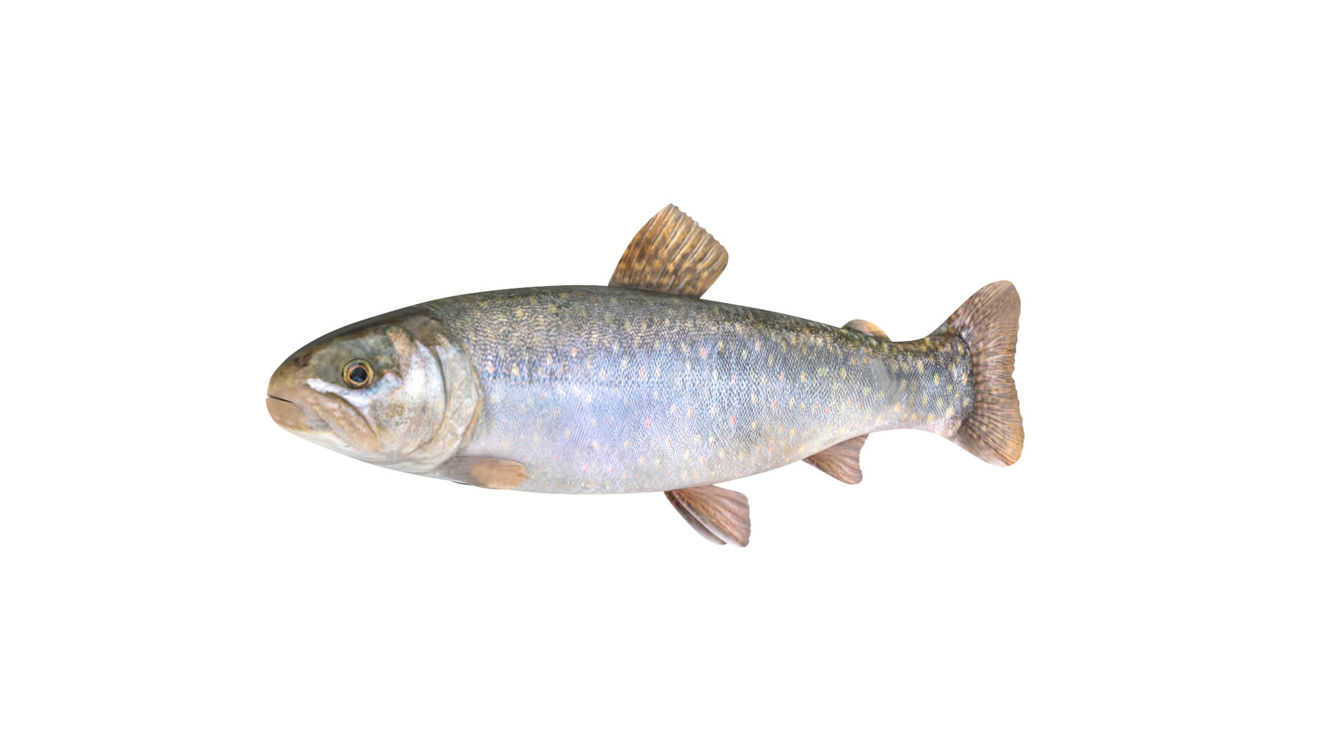 Fish Collection 3D Model