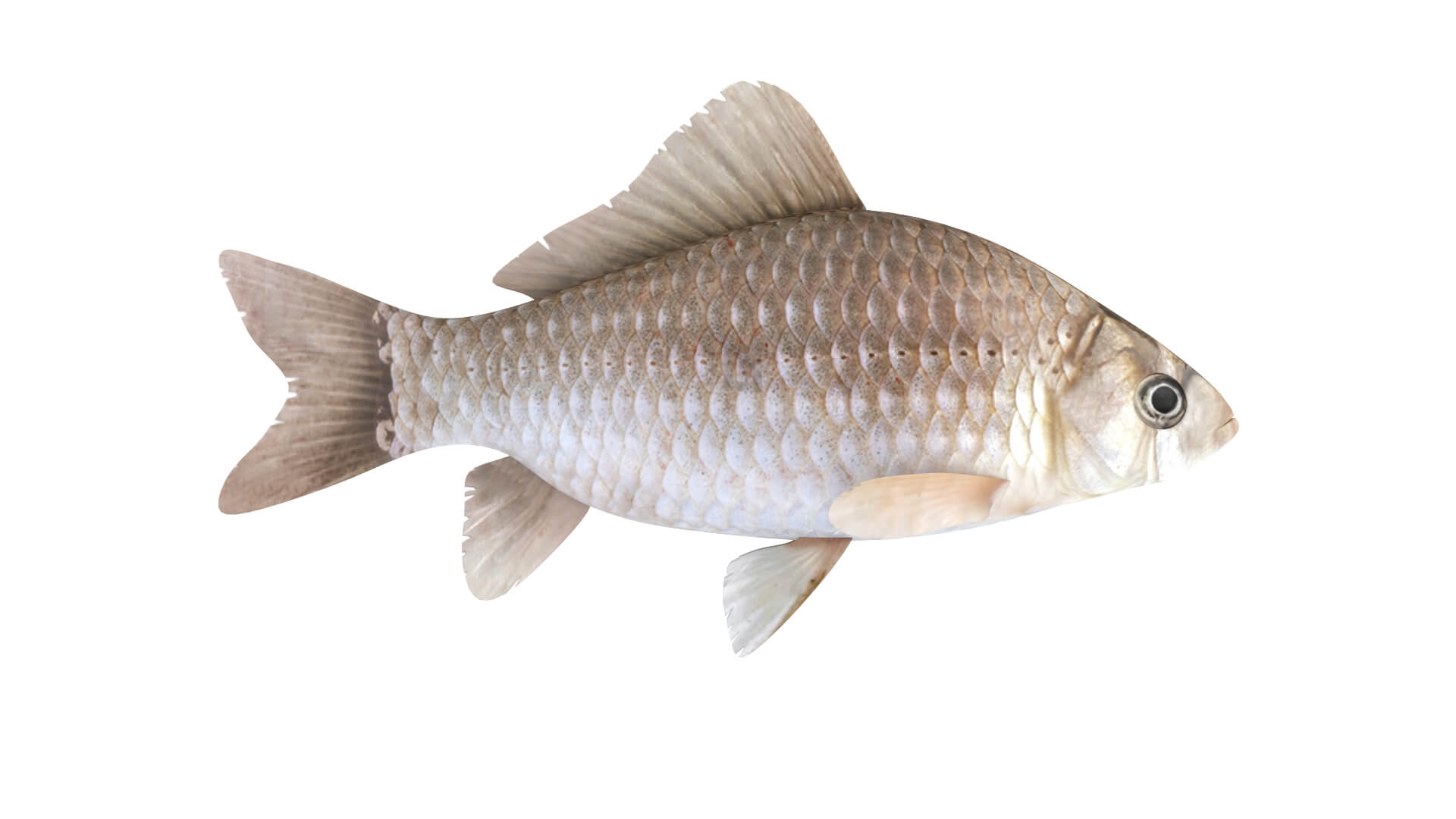 Fish Collection 3D Model